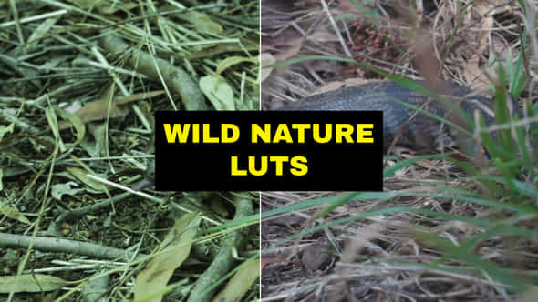 LUTs Wild Nature - VideoHive 42168827