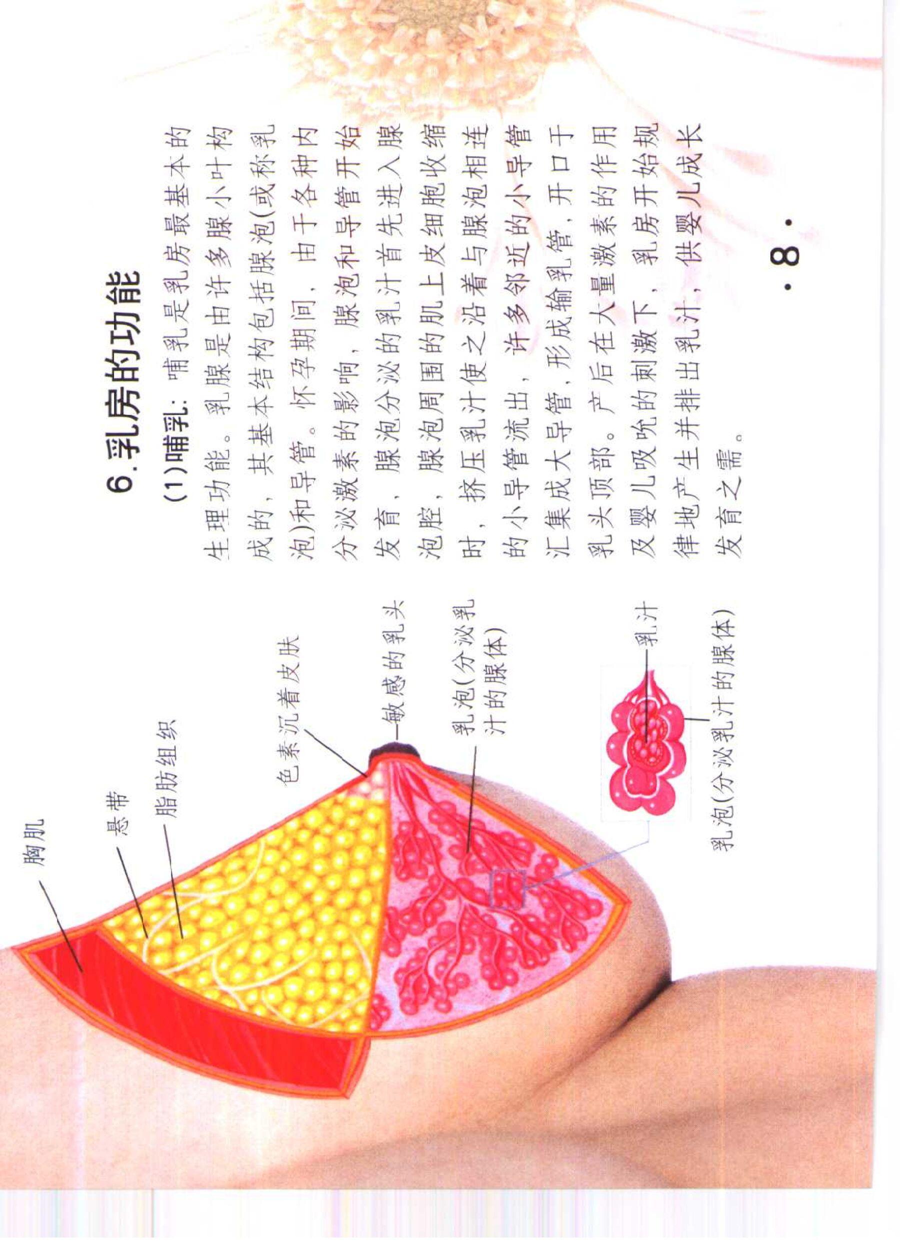 书籍扫描 乳房保健按摩彩色图谱(13)