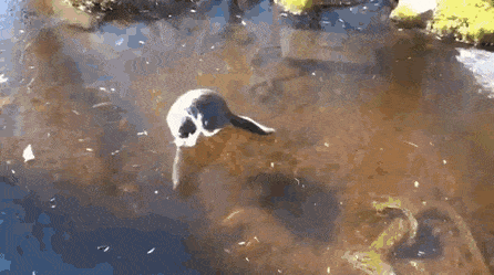 ANIMALS GIFS AND PICS...40 CldlQjRh_o