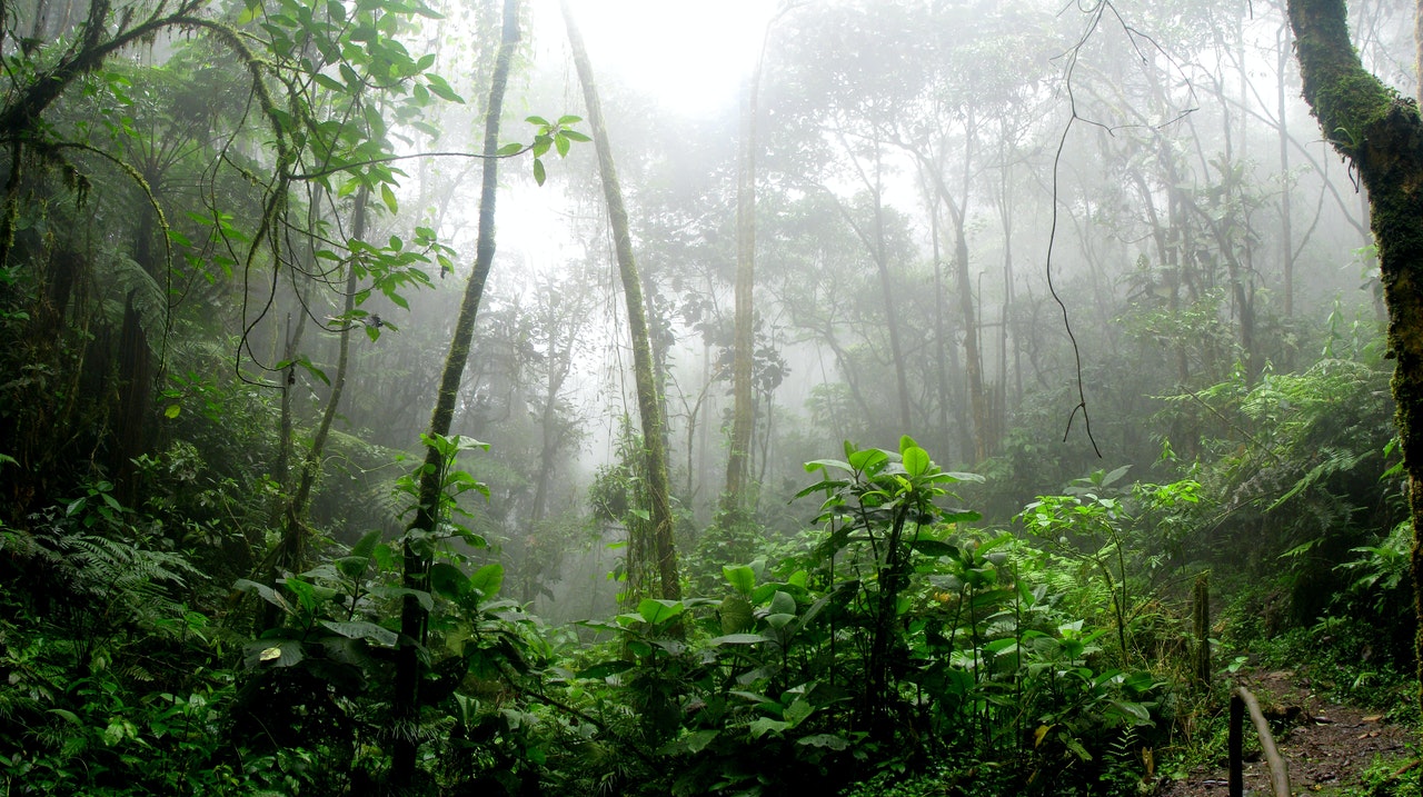 Foggy rainforest scene 