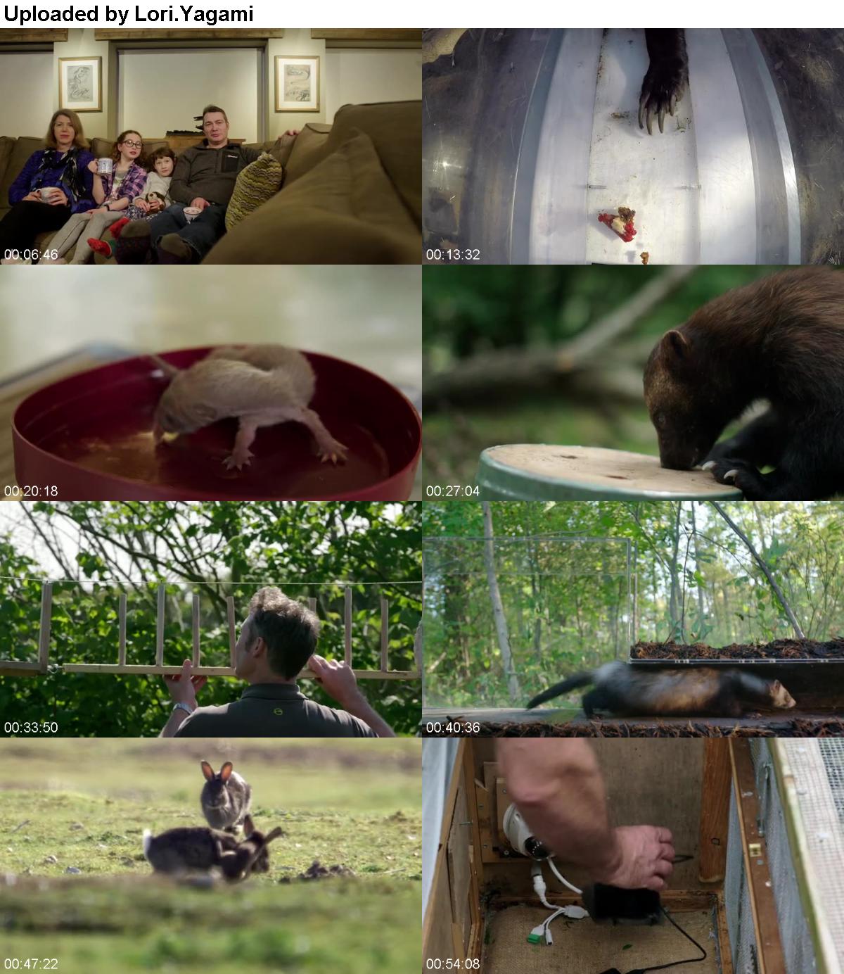 Natural World S38E09 Weasels Feisty and Fearless HDTV x264-UNDERBELLY