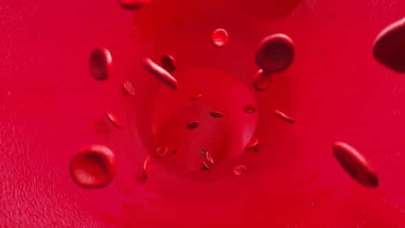 Blood Cell In Veins - VideoHive 33286044