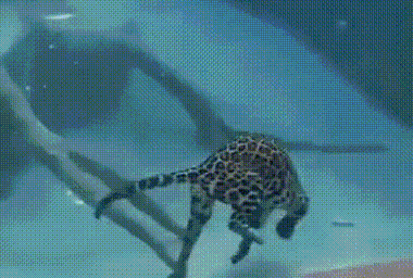 ANIMAL GIFS & PIC 1 -  3 pages - Page 2 T8D7gI4c_o