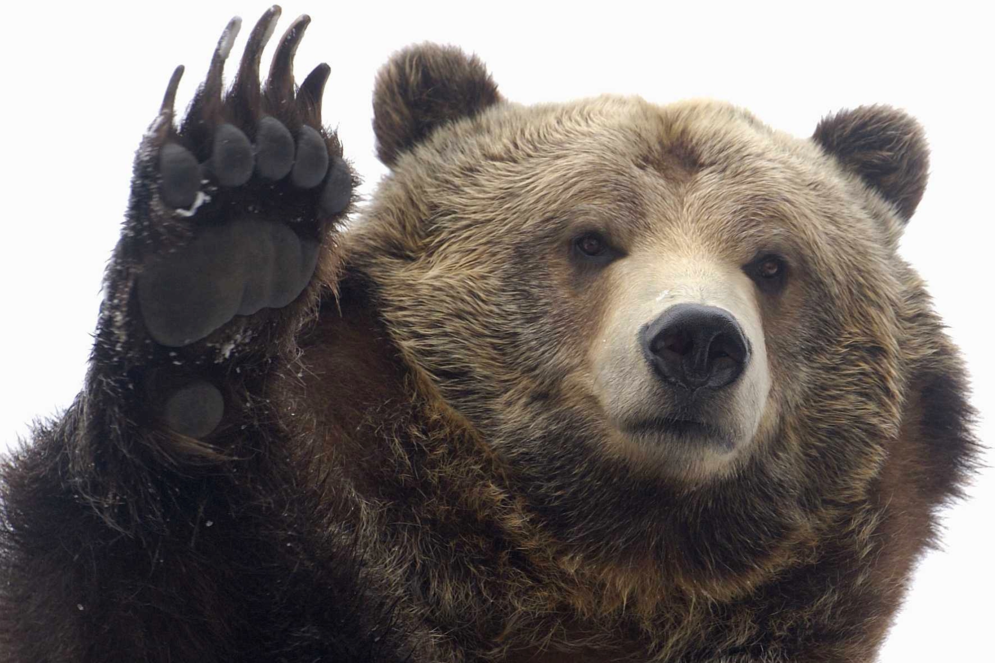 a brown grizzly bear, raising it's paw above its head
