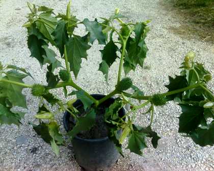 Datura stramonium