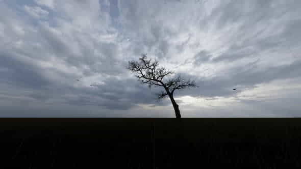 Rainy Weather and Dry Tree - VideoHive 32567013