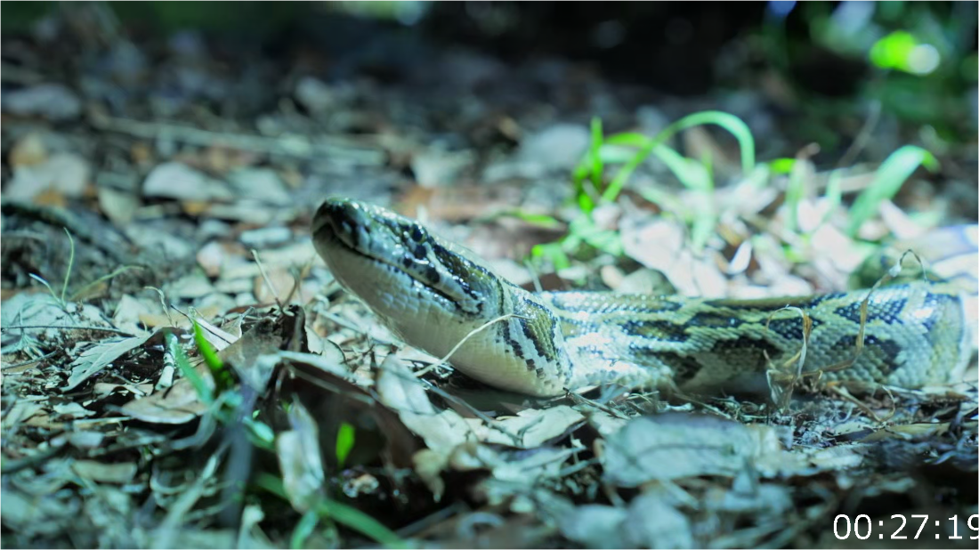 Swamp People Serpent Invasion S04E14 [1080p] (x265) GOn1SEyc_o