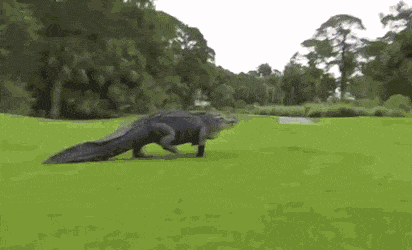 2YzL1tji_o.gif