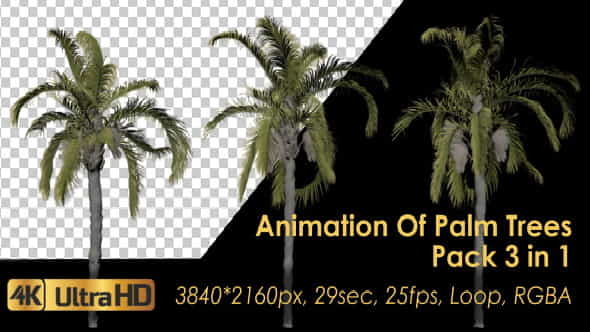 Animation Pack Of Palm Trees - VideoHive 20497778