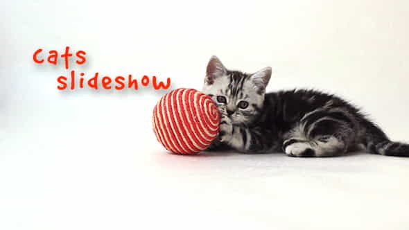 Cats Slideshow - VideoHive 18983291