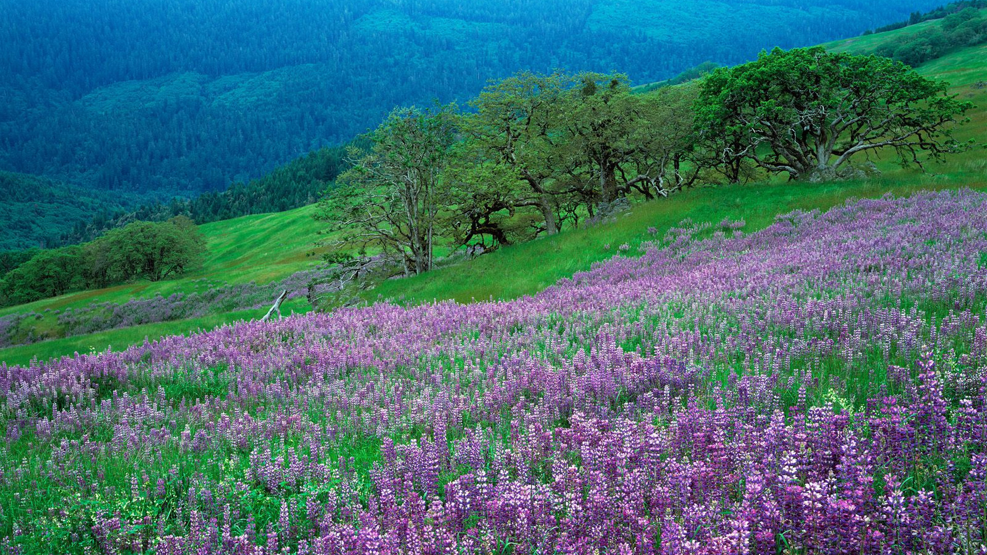 Oak Trees and River Lupines, Redwood National Park, CA.jpg