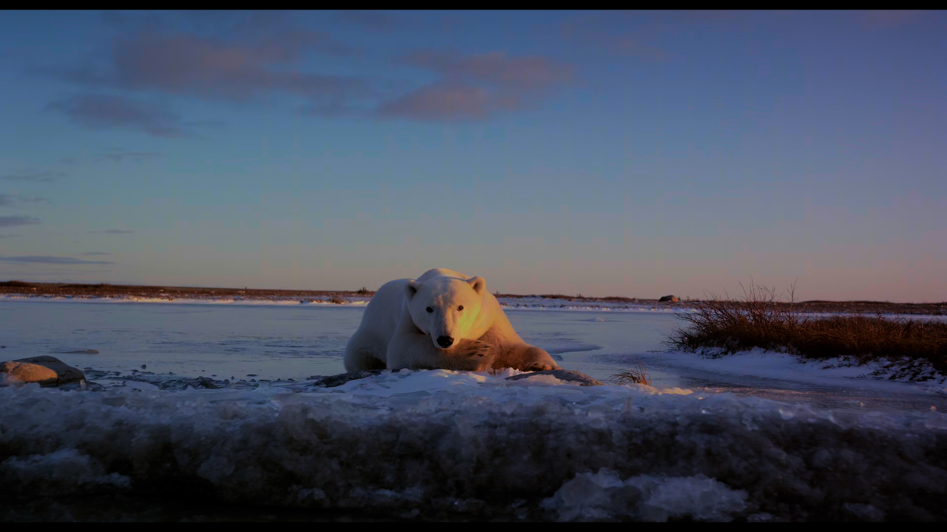 IMAX Wonders of the Arctic 2014 2160p UHD HDR BluRay x265 10bit DD5 1 SGJ5 LorD