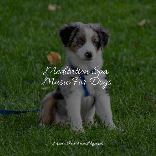 Pet Care Club - Meditation Spa Music For Dogs - 2022