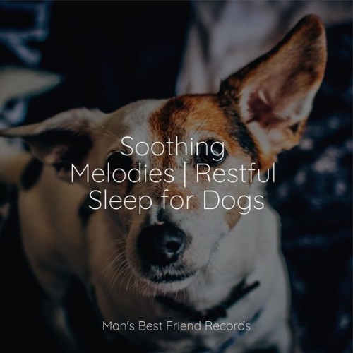 Music for Pets Library - Soothing Melodies  Restful Sleep for Dogs - 2022
