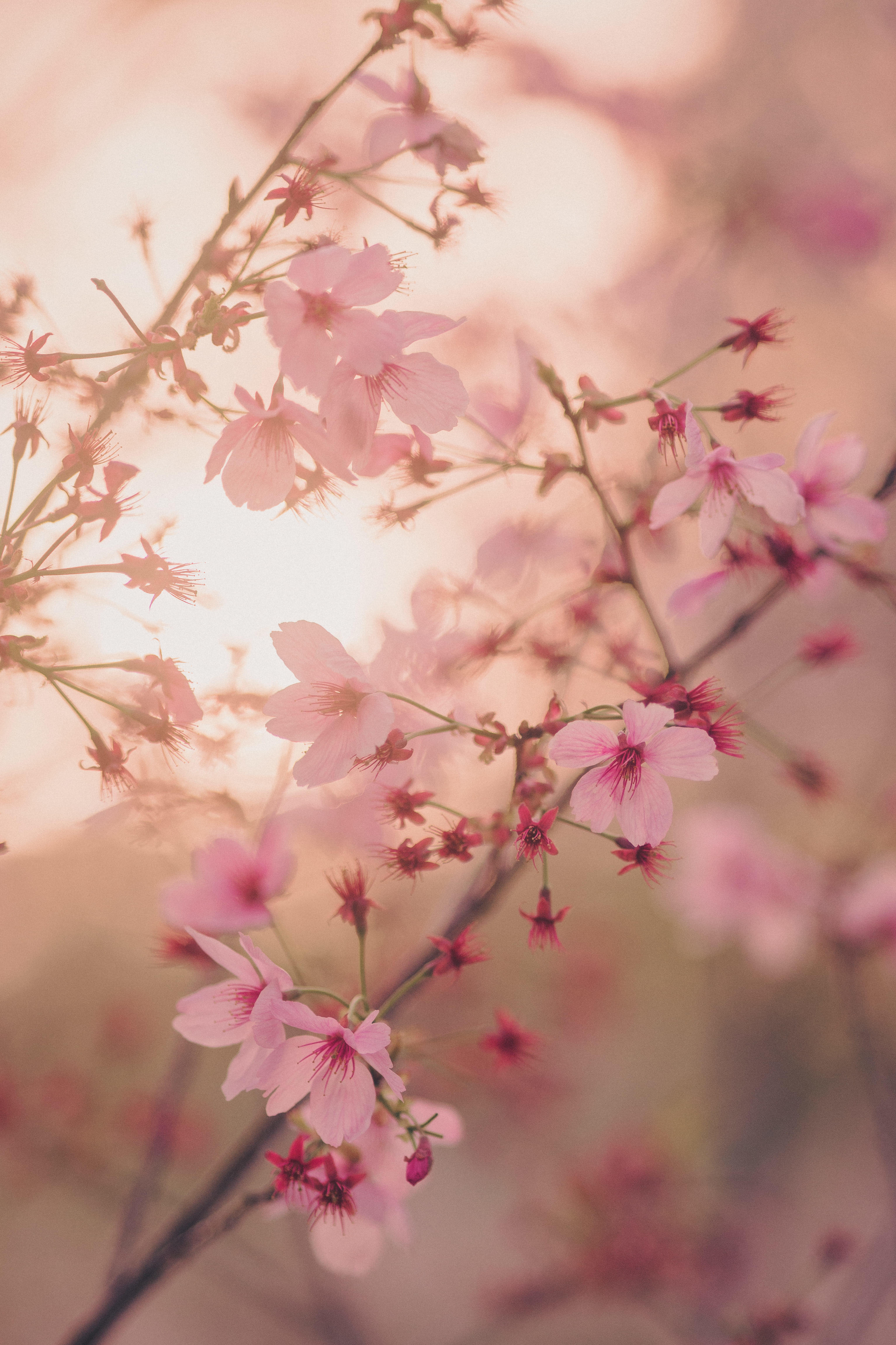 Cherry Blossom Flowers Close Up [3067x4601]