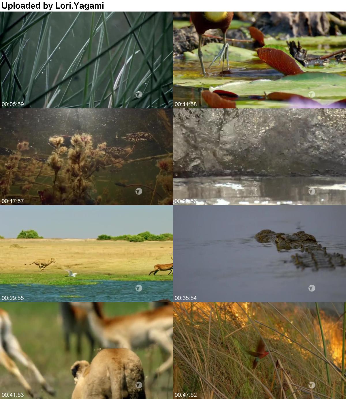 Nature S38E04 Okavango River of Dreams Paradise HDTV x264-W4F