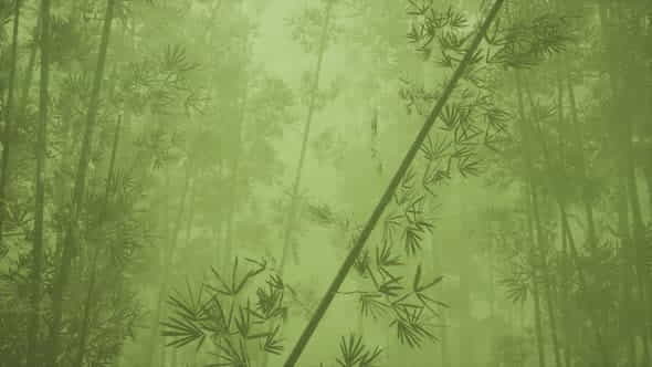 Asian Bamboo Forest with Morning - VideoHive 31253057
