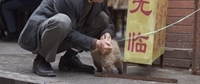   / Hachiko / Zhong quan ba gong (2023/WEB-DL/WEB-DLRip)