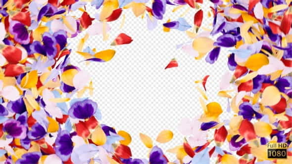 Petals Reveal - VideoHive 33335553