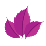 mauve