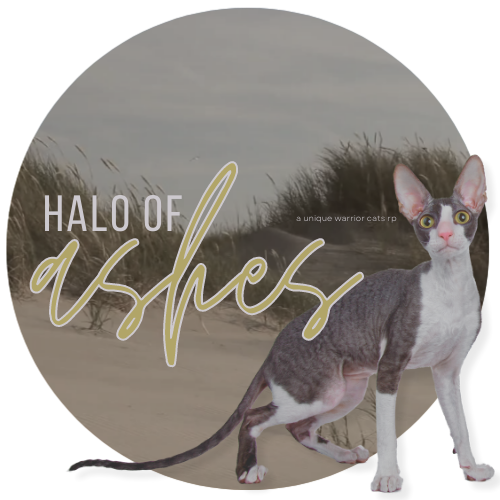 halo of ashes. unique warrior cats rp