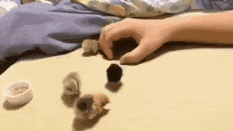 ANIMALS GIFS AND PICS 31 NQ7OhEdr_o