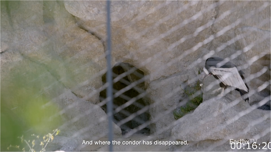 Eco Heroines Vanesa And The Andean Condor [1080p] HDTV (x265) 1dgMQf0H_o