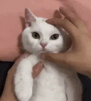 ANIMALS GIFS AND PICS 22 GjY2b3Ve_o