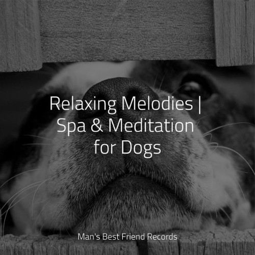 Music for Dog's Ears - Relaxing Melodies  Spa & Meditation for Dogs - 2022