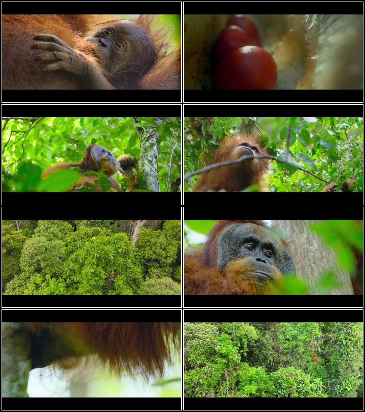 Secret Lives Of Orangutans (2024) 2160p 4K WEB 5.1 YTS I3lZYvln_o