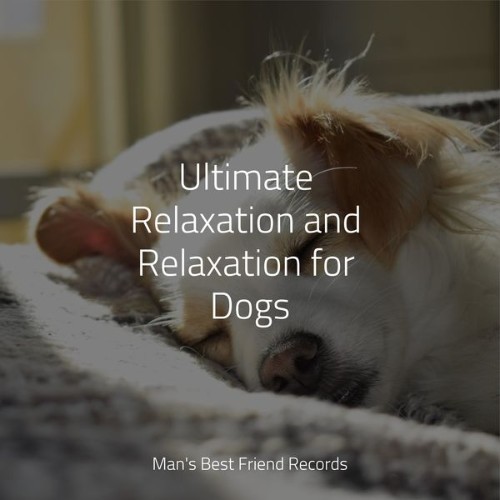 Music for Calming Dogs - Ultimate Relaxation and Relaxation for Dogs - 2022