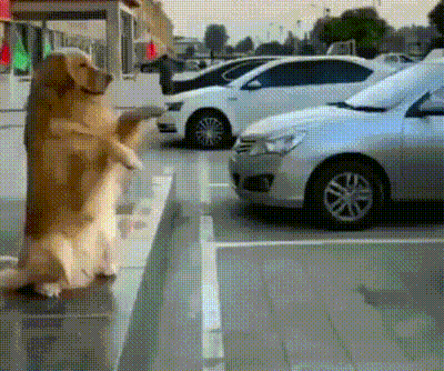 ANIMALS GIFS AND PICS 25 H1GDrZE8_o