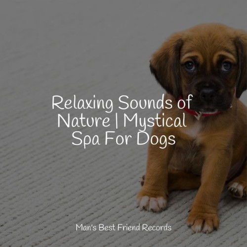 Sleeping Music For Dogs - Relaxing Sounds of Nature  Mystical Spa For Dogs - 2022