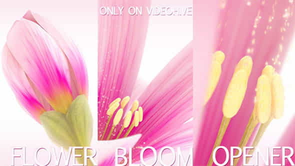 Flower Bloom Logo - VideoHive 5909787