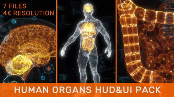 Human Organs HUD UI Pack - VideoHive 33251348
