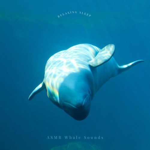 ASMR Whale Sounds - Relaxing Sleep - 2022