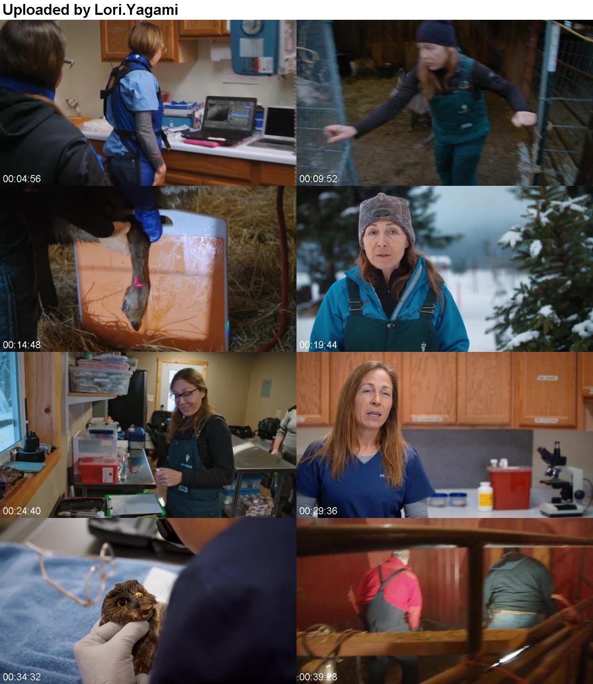 Dr Oakley Yukon Vet S07E05 Dont Poke A Sleeping Porcupine WEBRip x264-CAFFEiNE