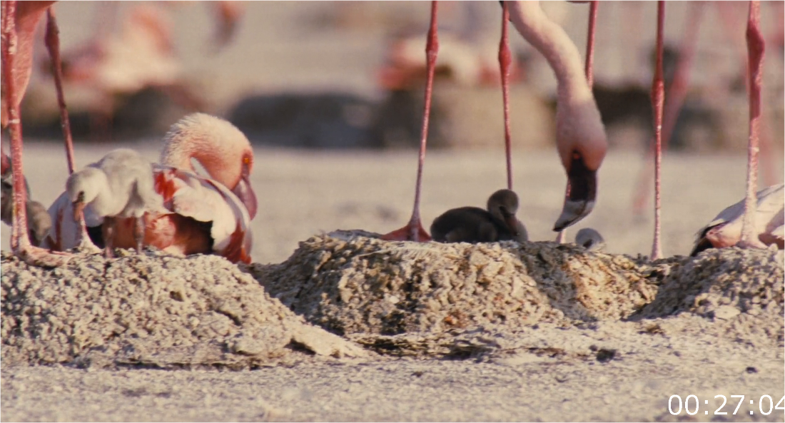 The Crimson Wing Mystery Of The Flamingos (2008) [1080p] BluRay (x264) [6 CH] KCI0dgL8_o
