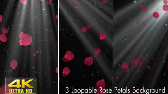 Rose Petals - VideoHive 20291260