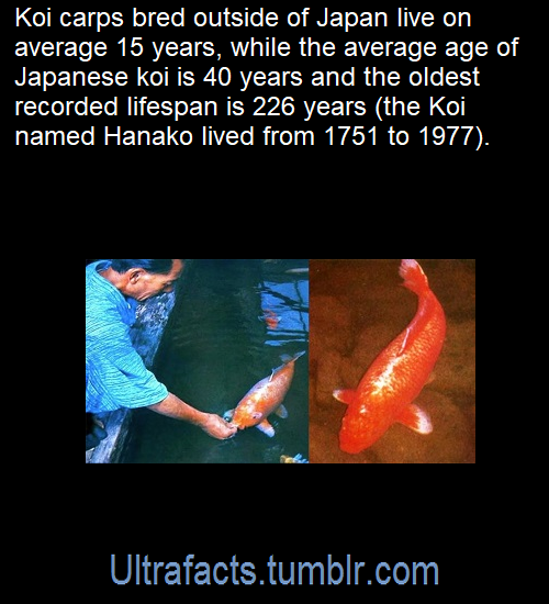 ULTRAFACTS.TUMBLR.COM 2 GuPHXPGr_o