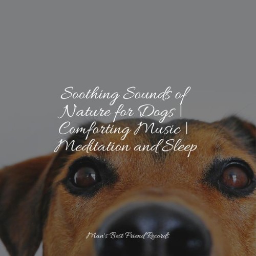 Official Pet Care Collection - Soothing Sounds of Nature for Dogs  Comforting Music  Meditation a...