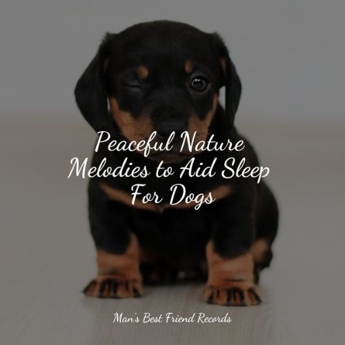 Music For Dogs - Peaceful Nature Melodies to Aid Sleep For Dogs - 2022