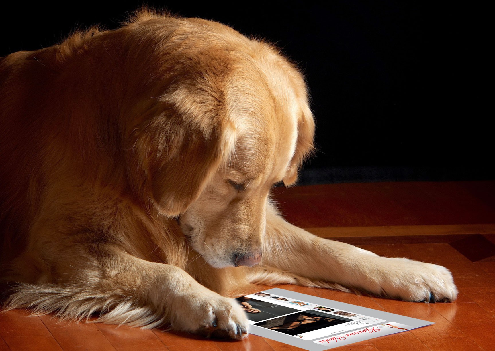 labrador-retriever-with-red-sox-magazine.jpg