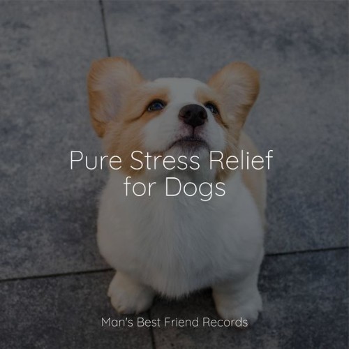 Music for Calming Dogs - Pure Stress Relief for Dogs - 2022