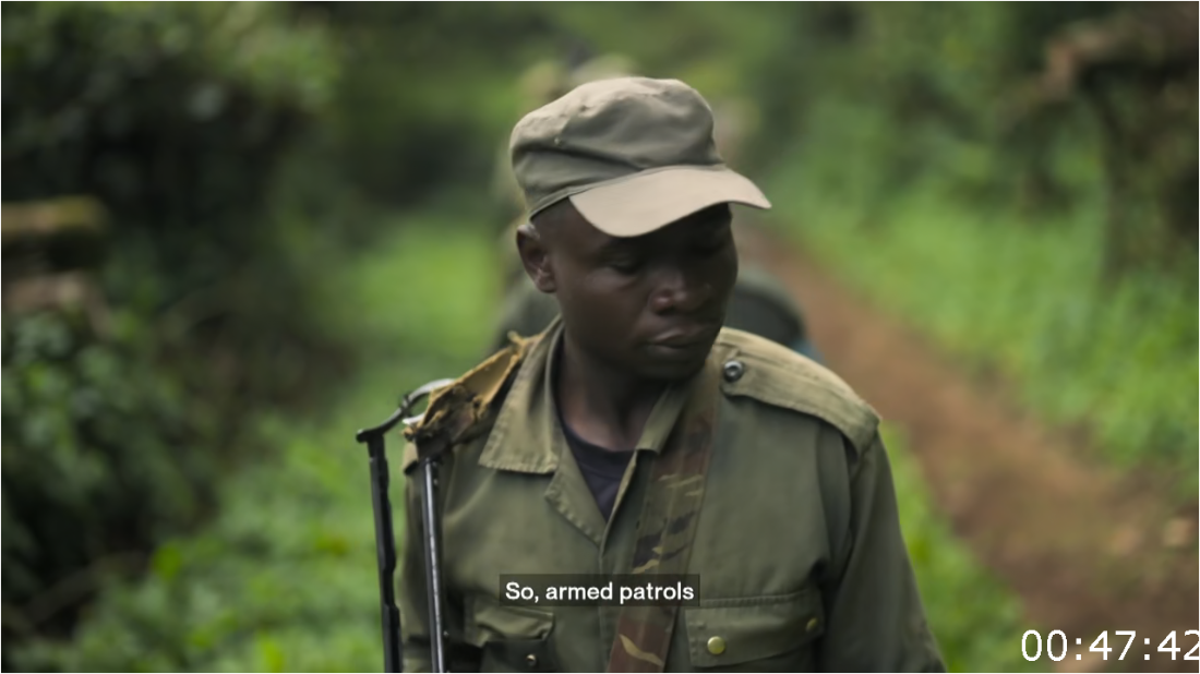 Nature S43E01 Silverback [1080p/720p] (x265) EJeeHzBj_o