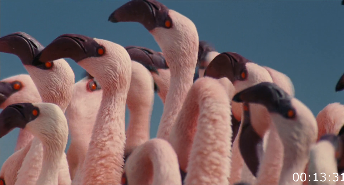 The Crimson Wing Mystery Of The Flamingos (2008) [1080p] BluRay (x264) [6 CH] K8iSPQOV_o