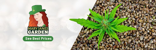 Best Cannabis Seed Reviews of December 2022