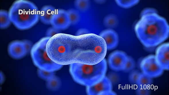 Dividing Cell - VideoHive 5233102