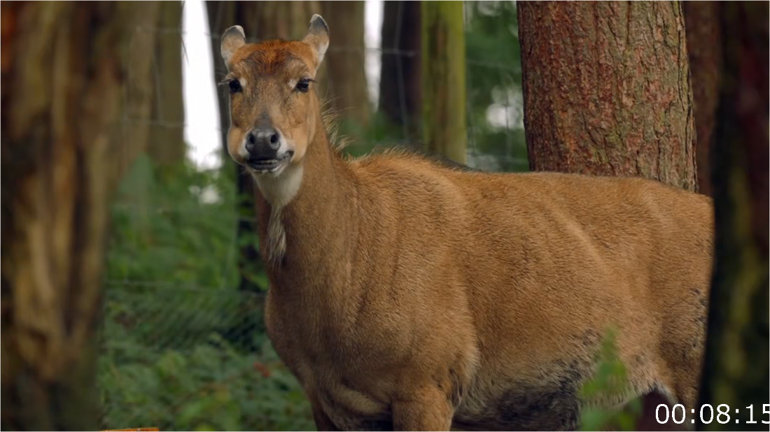 Secret Life Of The Safari Park S01E02-03 [1080p] (x265) Bish1zFP_o