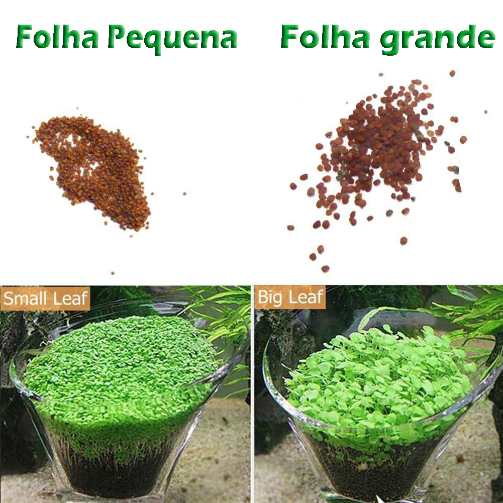 100 Sementes Hemianthus Callitrichoides